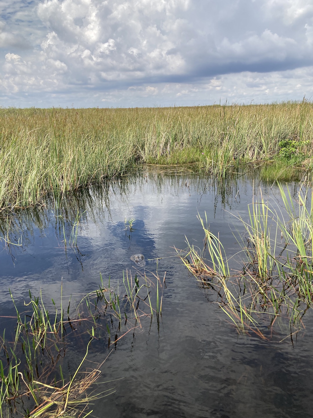 EVERGLADES NATIONAL PARK, FLORIDA, USA - - Wildlife warning road